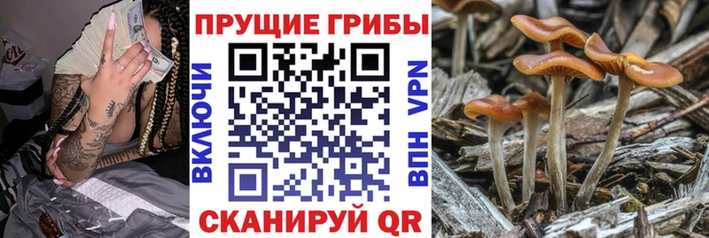 Галлюциногенные грибы Psilocybe  где найти наркотики  omg tor  Цивильск 